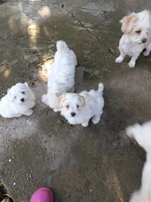 Vand catei,rasa bichon,albi!