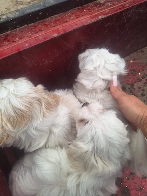 Vand catei,rasa bichon,albi! - imagine 2