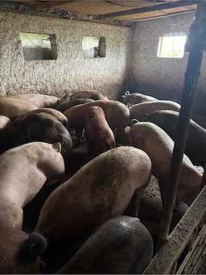 vand porci crescuti de mine natural 