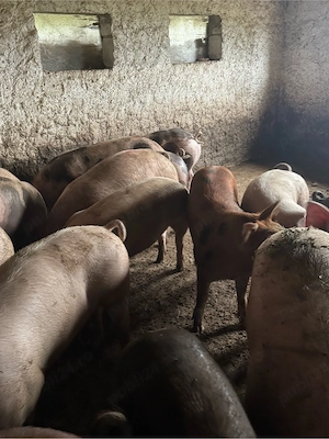 vand porci crescuti de mine natural  - imagine 4