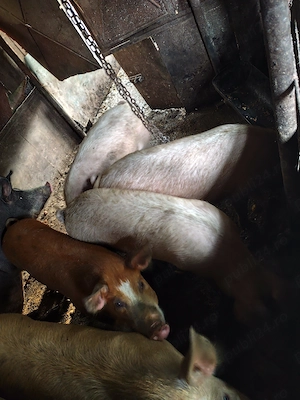 Porci producție proprie - imagine 2