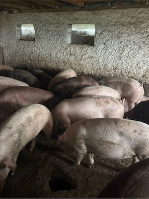 porci de carne crescuti de mine  - imagine 5