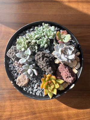 Aranjament Premium Suculente Naturale   Echeveria, Sedum, Roci Vulcanice (Vas Ceramic)