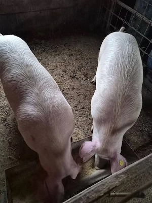 porci crescuți in gospodărie 