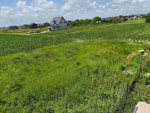 Teren intravilan 1.500 mp | Moara Vlăsiei | Utilități în apropiere | 82.500  