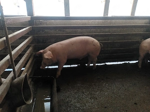Vand porc 