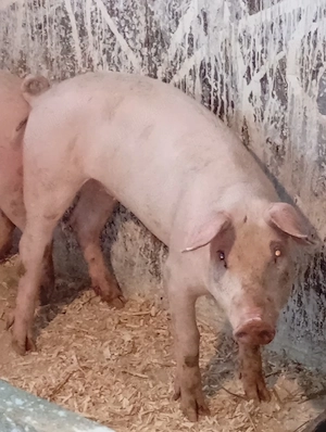 Scrofițe Landrace 