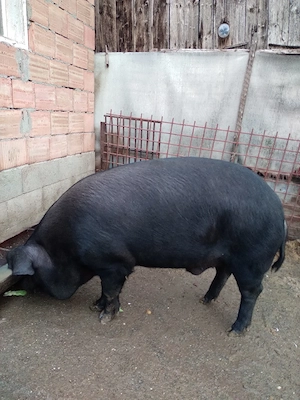 vand porc  - imagine 5