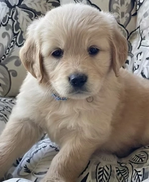 Golden Retriever   băiețel dulce și pufos 