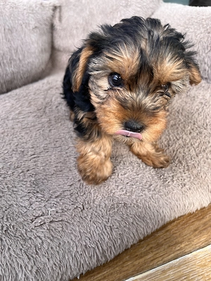 Yorkshire Terrier