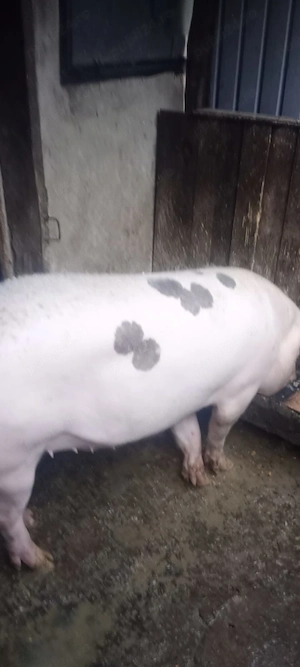 Porc de vanzare