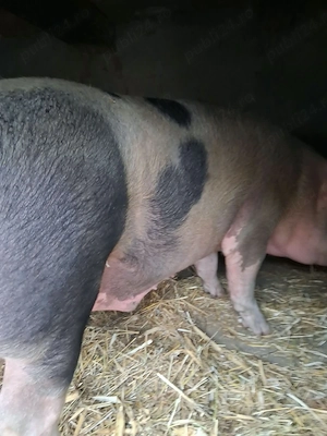 Vand 2 porci - imagine 4
