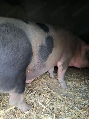 Vand 2 porci - imagine 2
