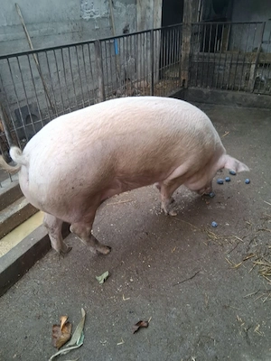 Vand 2 porci - imagine 3