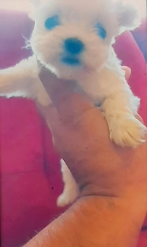 Bichon mini toy 6 saptamani - imagine 2