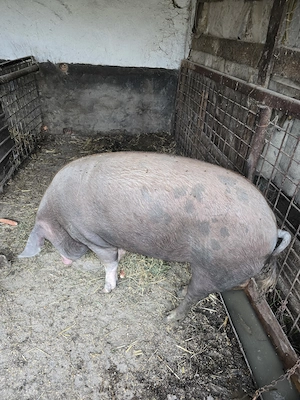 Se vinde porc masiv 250 kg natural din rasa Duroc - imagine 5