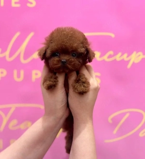 Poodle Toy Red Baby Face linie Asiatică 