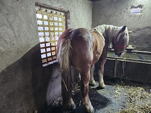Vand iapa comtois gestantă 