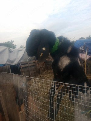 Țap anglo nubian 