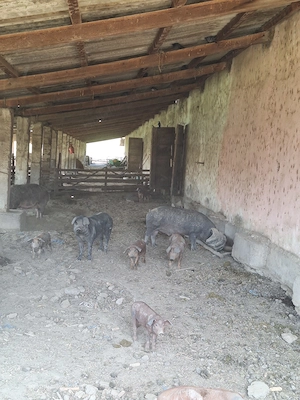 Saivan funcțional, 1.750 mp construiți, ideal pentru creșterea animalelor - imagine 3