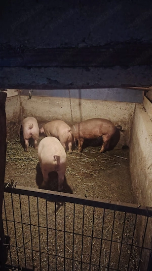 Porci de la propietar furajat bio - imagine 2