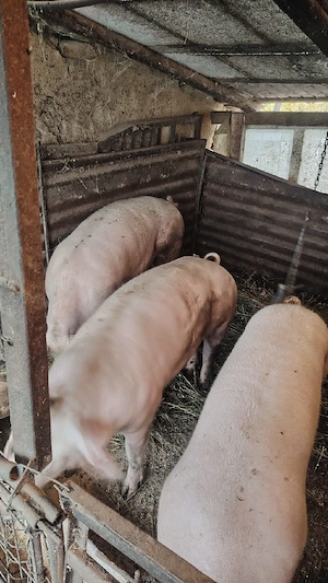 Porci de la propietar furajat bio - imagine 4