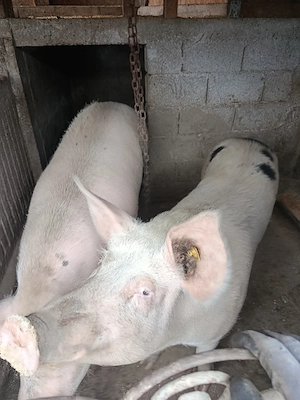 Vand porci - imagine 2