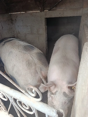 Vand porci