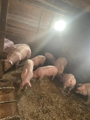 Vand porci de carne la oglinzi    - imagine 2