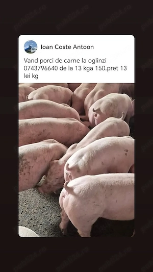 Vand porci de carne la oglinzi   