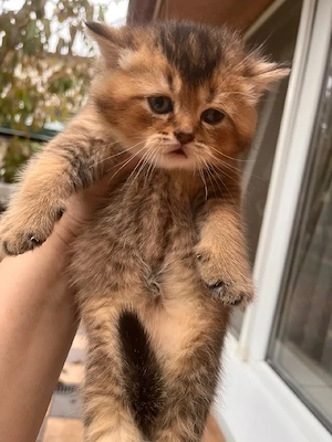 British shorthair flex golden  - imagine 4