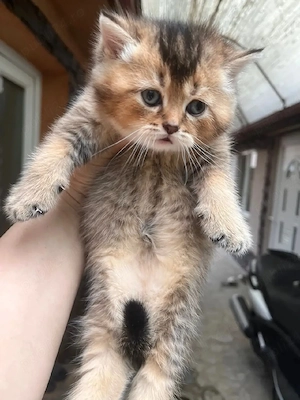 British shorthair flex golden  - imagine 3
