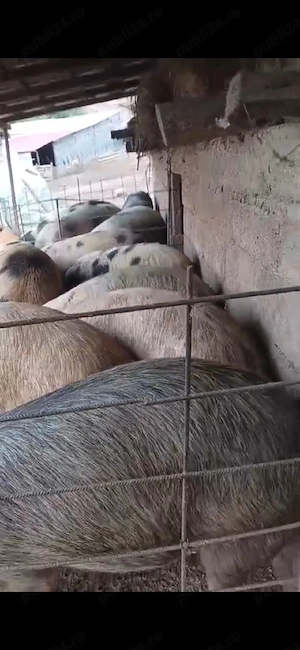 Porci de vanzare 