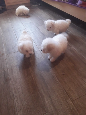 Bichon talie mică - imagine 2