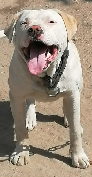 American Staffordshire Terrier (Amstaff)