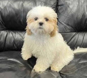 catelusa shihtzu 2 luni