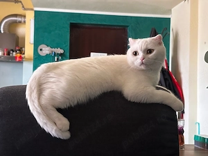 Scottish fold Alb  - imagine 4