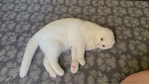Scottish fold Alb  - imagine 3