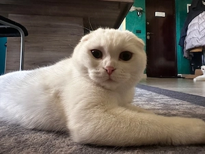 Scottish fold Alb  - imagine 5