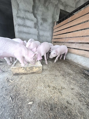 Vand purcei de 8 saptamani