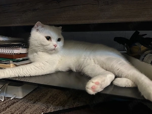 Scottish fold Alb 