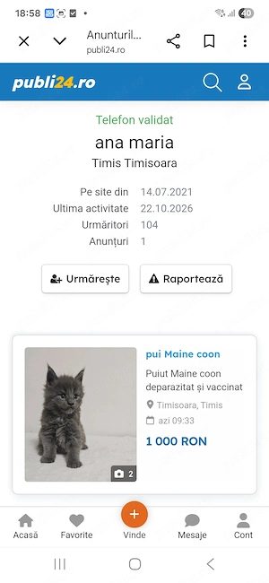 Puiut Maine coon deparazitat si vaccinat - imagine 4