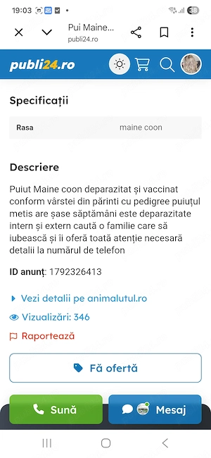 Puiut Maine coon deparazitat si vaccinat - imagine 5