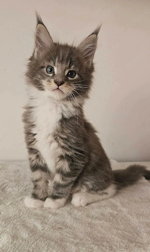 Puiut Maine coon deparazitat si vaccinat - imagine 2