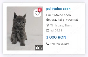 Puiut Maine coon deparazitat si vaccinat - imagine 3