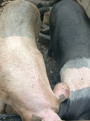 porc de vânzare  - imagine 3