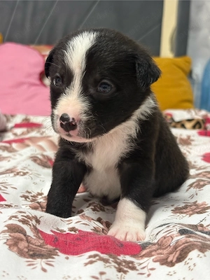 catelusi spre adoptie