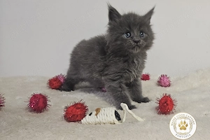 Maine Coon Felisa Autorizata - imagine 2