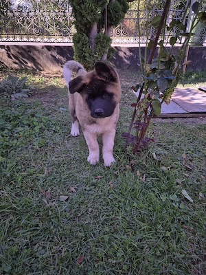 Puiuț Akita American  - imagine 3