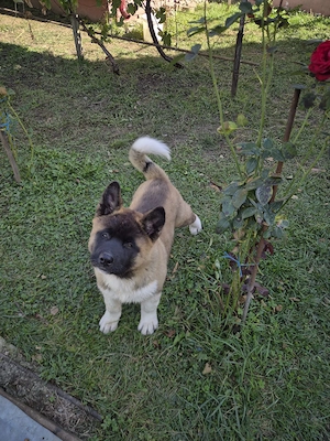 Puiuț Akita American 